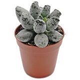 Суккулент Андромискус Утонченный D5