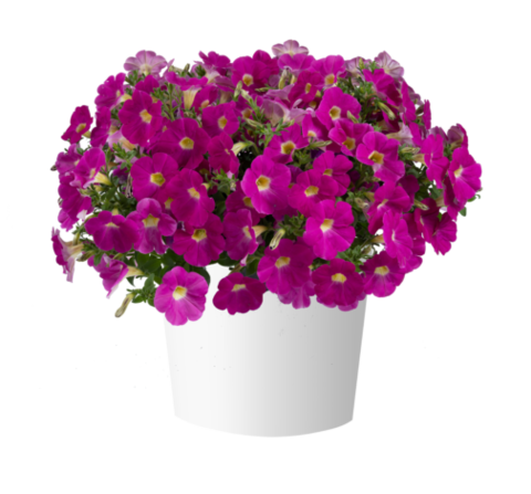 32473 Петуния CASCADIAS Rose (Весна 2026)