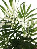 Хамедорея Элеганс Вариегата — инфографика по уходу и реанимации после доставки