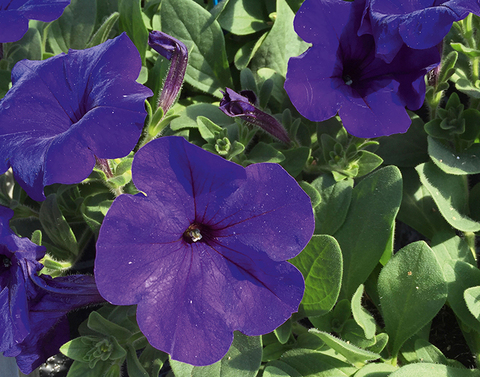 32191 Петуния ALPETUNIA BLUE