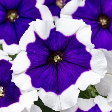 32373 Петуния CRAZYTUNIA BLUE PICOTEE - горшок 0,5л(P9)
