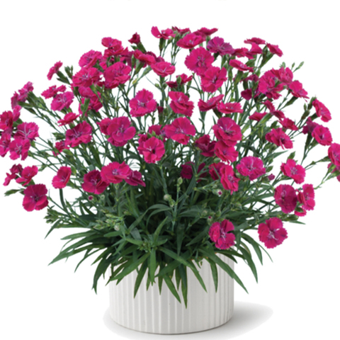 3716 Гвоздика DELILAH Magenta (Весна 2026)