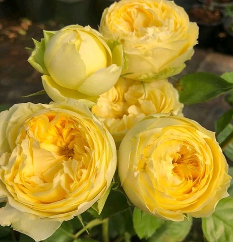 Лемон Помпон (Lemon Pompon)