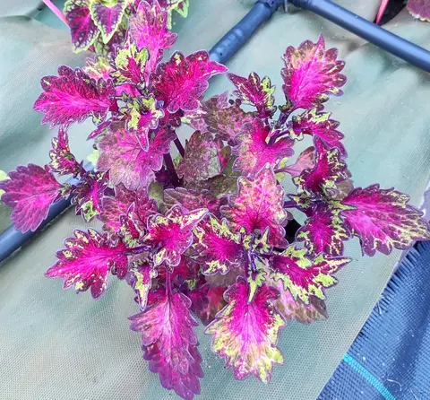Rosella колеус