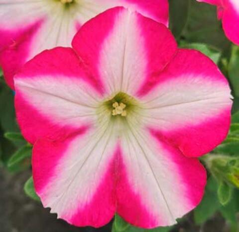 32534 Петуния PATIA MAGENTA STAR - горшок 0,5л(P9)