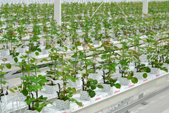 Пробка мин. вата 22х28 (IZOVOL AGRO)