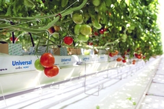 Пробка мин. вата 22х28 (IZOVOL AGRO)