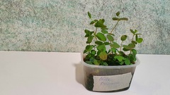 Teofrast ExVitro Жимолость Голубой банан в лотках