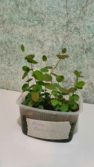 Teofrast ExVitro Жимолость Голубой банан в лотках
