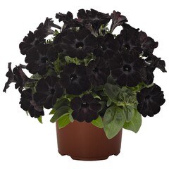 32108 Петуния SWEETUNIA BLACK SATIN (ОСЕНЬ 2025)