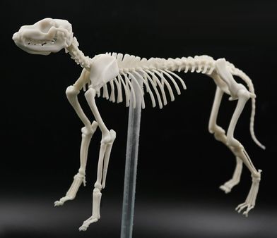 Фотополимерная смола HARZ Labs Dental Model Bone, слоновая кость (500 гр)