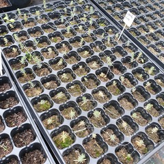 Teofrast Сеянцы Кипарисовик Лавсона cupressus lawsoniana