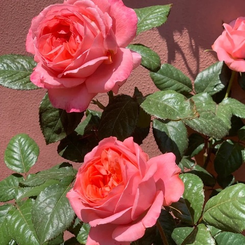 Бижу Кораил (Bijou Corail)