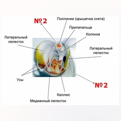 Вайнер силиконовый Колонка к орхидеи Фаленопсис 3,5х2,5см (2шт)