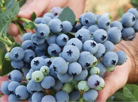 Голубика высокорослая Спартан (ЗКС)