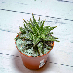 Aloe Pepe (Алоэ)