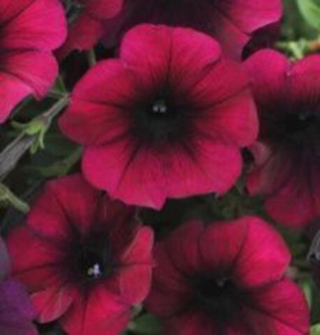 32474 Петуния SWEETUNIA BLACKBERRY GEM  (ОСЕНЬ 2025)