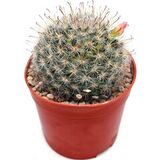 Mammillaria sp цветущий кактус с бутонами