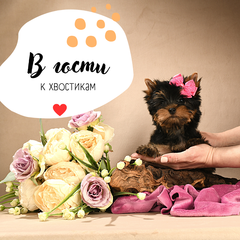 В гости к хвостикам, йоркширским терьерам. Посещение без покупки