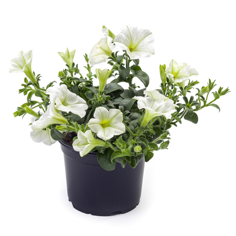 32125 Петуния TEA WHITE (ОСЕНЬ 2025)