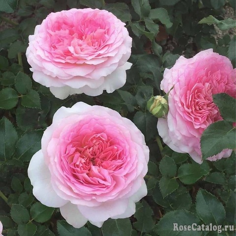 Рагацца (Ragazza)