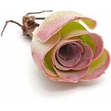 Суккулент Гриновия Паэма