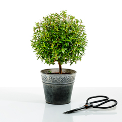Мирт мелколистный myrtus microphylla