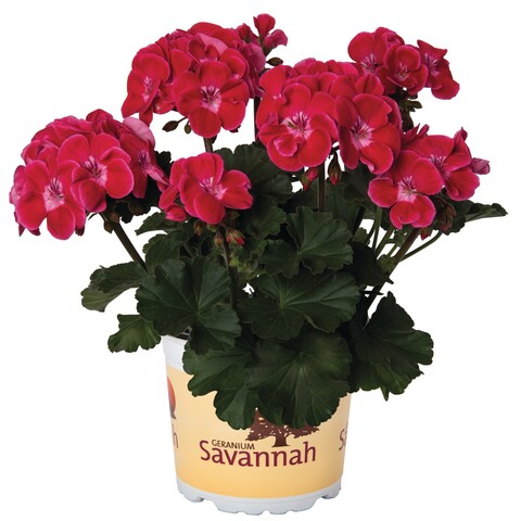 2834 Пеларгония зональная SAVANNAH TEXMEX RUBY