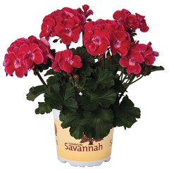 2834 Пеларгония зональная SAVANNAH TEXMEX RUBY