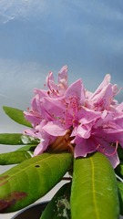 Teofrast Рододендрон Розеум Элеганс Rhododendron Roseum Elegans