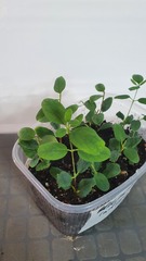 Teofrast ExVitro Жимолость Индиго Джем в лотках