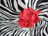 Зонт-трость Pasotti 189-21028-E4- Black + 4 Roses