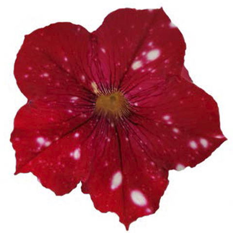 32339 Петуния STARTUNIA RED (ОСЕНЬ 2025)