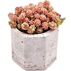 Суккулент Седум Спиралелистный
