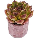 Эхеверия Инк Пул (Echeveria Ink Pool) — основное фото живого растения