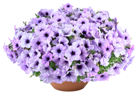 32500 Петуния CASCADIAS LAVENDER ICE