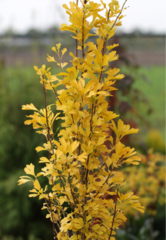 Гинкго ginkgo menhir