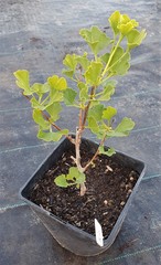 Teofrast Гинкго ginkgo menhir