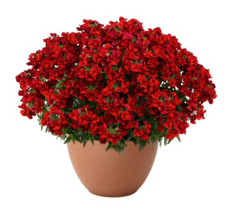 2668 Немезия NESIA HOT RED