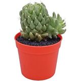 Долихотеле Лонгимамма Монструоза D6,5