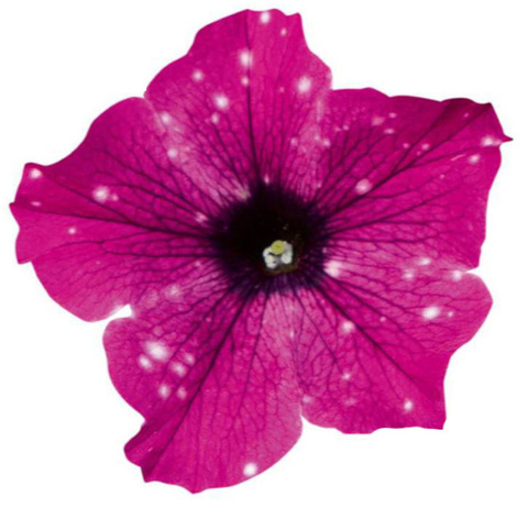 32291 Петуния StarTunia Purple Polar (Весна 2026)