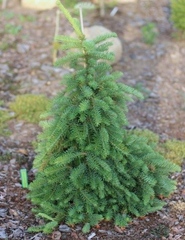 Семена Пихта благородная Abies procera