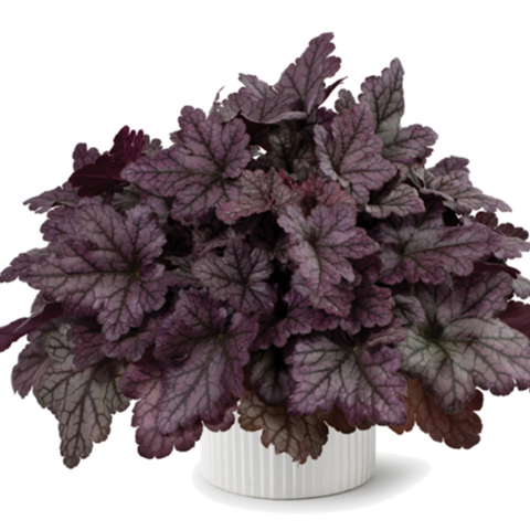 3731 Гейхера KIRA Purple Rain Forest Improved (Весна 2026)