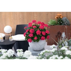2834 Пеларгония зональная SAVANNAH TEXMEX RUBY