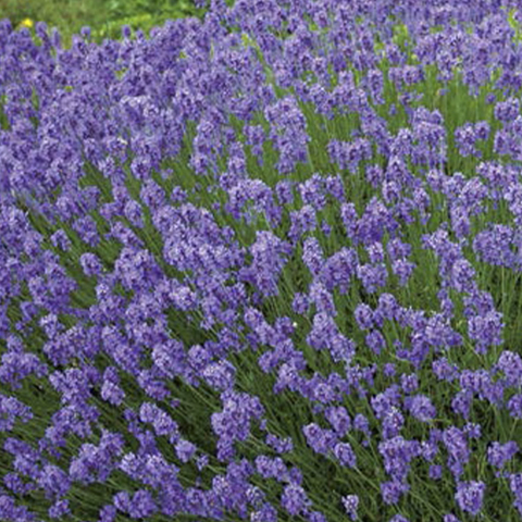 3758 Лаванда Hidcote Blue  (Весна 2026)