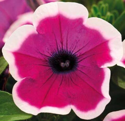32539 Петуния FORTADO VIOLET BICOLOR-ГОРШОК 0.5 Л (Р9)