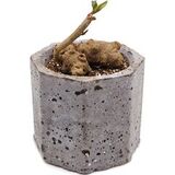 Суккулент Анредера Сердцелистная