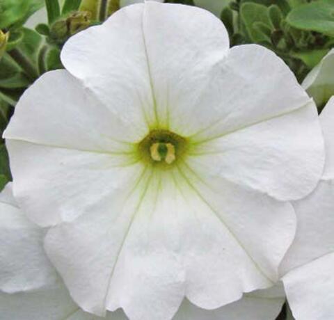 32540 Петуния FORTADO WHITE