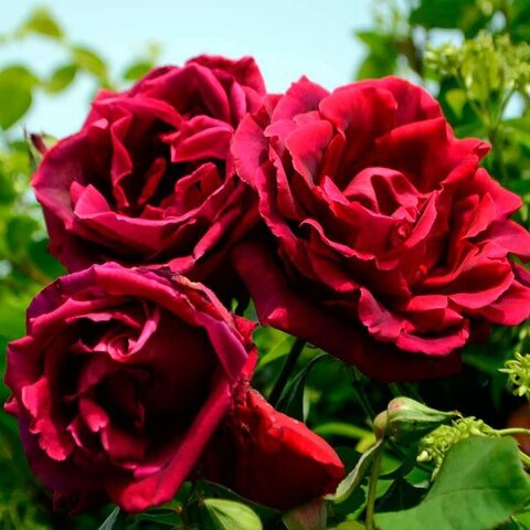 Кримсон Глори (Crimson Glory Cl.)