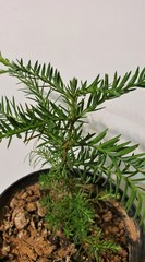 Teofrast Секвойя вечнозелёная Sequoia sempervirens